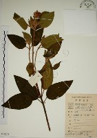 野牡丹藏品圖，第1張