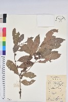 銀柴藏品圖，第1張