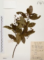 降真香藏品圖，第1張