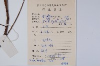 臙脂樹藏品圖，第2張
