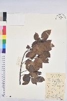 白臼藏品圖，第1張