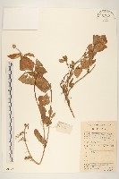 金鈕釦藏品圖，第1張