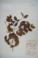 呂宋莢迷藏品圖，第1張