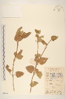 金鈕釦藏品圖，第1張