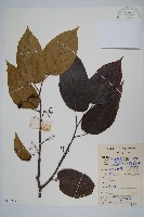 八角楓藏品圖，第1張