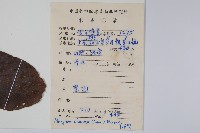 八角楓藏品圖，第2張