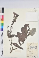 香港算盤子藏品圖，第1張