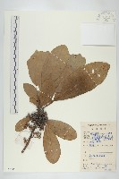 牛耳楓藏品圖，第1張