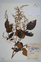 鹽膚木藏品圖，第1張