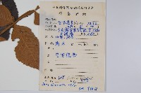 鹽膚木藏品圖，第2張