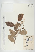 登錄號:S079299藏品圖，第1張