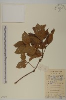 草珊瑚、紅果金粟蘭藏品圖，第1張