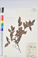 毛果算盤子藏品圖，第1張