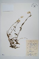 青葙藏品圖，第1張