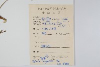 青葙藏品圖，第2張