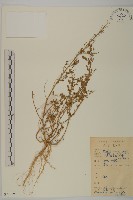 小葉藜藏品圖，第1張