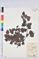 烏臼藏品圖，第1張