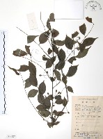 燈稱花、烏雞骨藏品圖，第1張