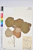 白背葉藏品圖，第1張