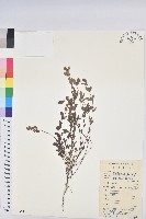 通奶草藏品圖，第1張