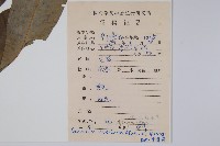 催吐蘿芙木藏品圖，第2張