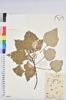 白背葉藏品圖，第1張