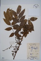 木蜡樹、野漆樹藏品圖，第1張