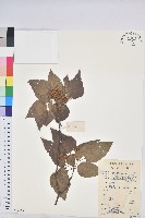 扛香藤藏品圖，第1張