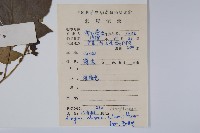 八角楓藏品圖，第2張