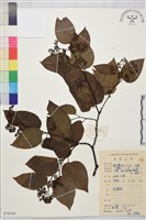 拐棗、枳椇藏品圖，第1張