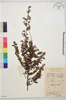 小葉黃鱔藤藏品圖，第2張