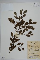 鼠李冬青、滿樹星藏品圖，第1張