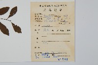 鼠李冬青、滿樹星藏品圖，第2張