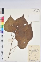 紅背山麻桿藏品圖，第1張