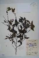 密毛假黃楊藏品圖，第1張