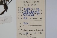 密毛假黃楊藏品圖，第2張