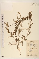 雞兒腸藏品圖，第1張