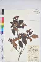 腺萼馬銀花藏品圖，第1張