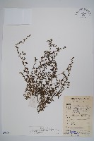 細纍子草藏品圖，第1張