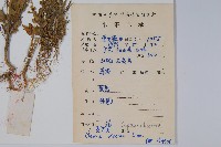 向天黃藏品圖，第2張