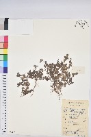 乳仔草藏品圖，第1張