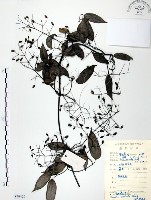 柱果鐵線蓮藏品圖，第1張