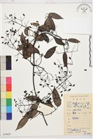 柱果鐵線蓮藏品圖，第2張