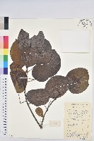 圓葉烏臼藏品圖，第1張