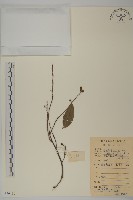 南華南蛇藤，青江藤藏品圖，第1張