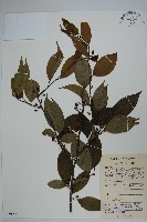 小柄沙埧冬青藏品圖，第1張