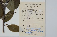 小柄沙埧冬青藏品圖，第2張