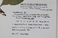 多子漿果莧藏品圖，第2張