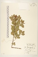 鯽魚膽、闊苞菊藏品圖，第1張