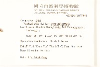 鯽魚膽、闊苞菊藏品圖，第2張